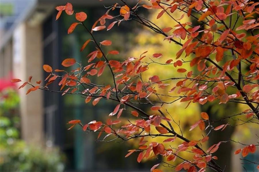 Red leaves on tree in the fall on UWW campus.